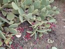 Figuier de barbarie (plante invasive)